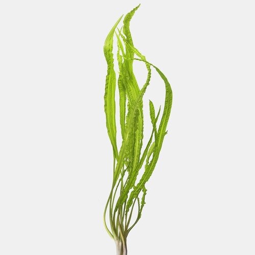 Cryptocoryne Balansae bare root