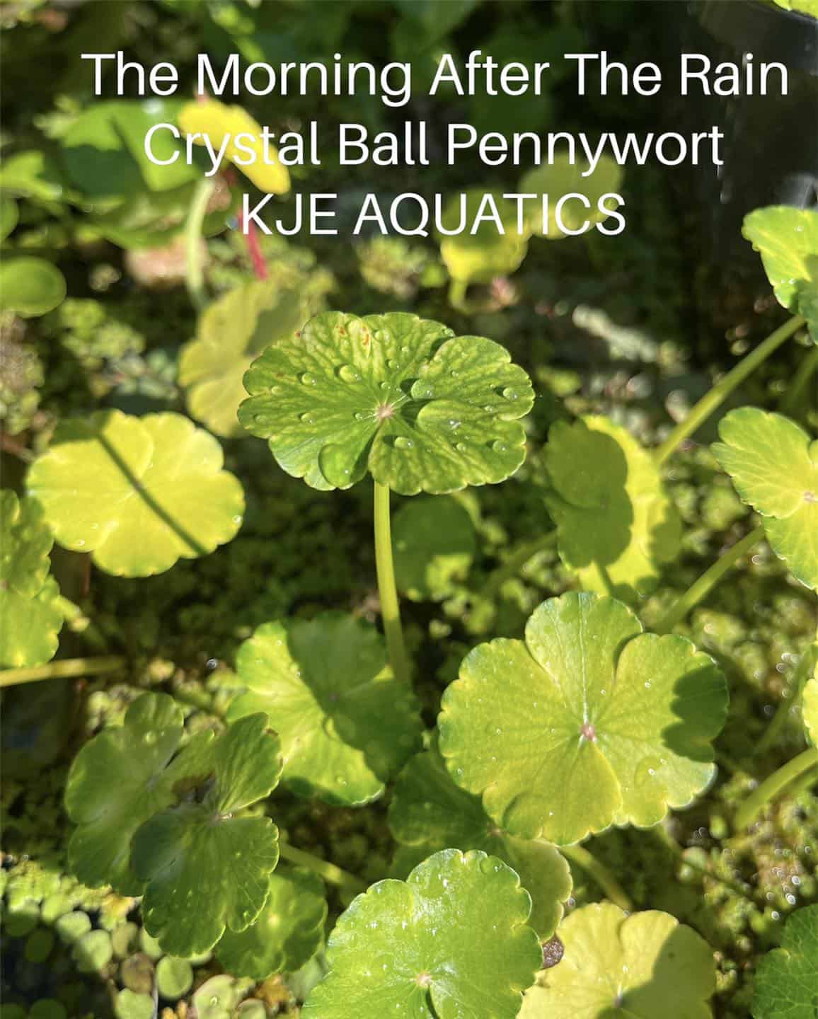 Crystal Ball Pennywort