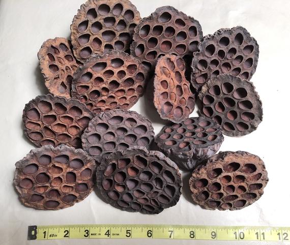 Lotus Pods (large) ea.