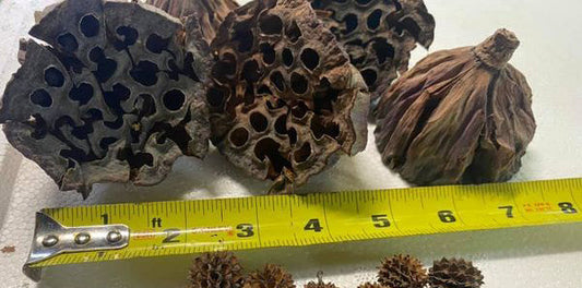 Lotus Pods (large) ea.