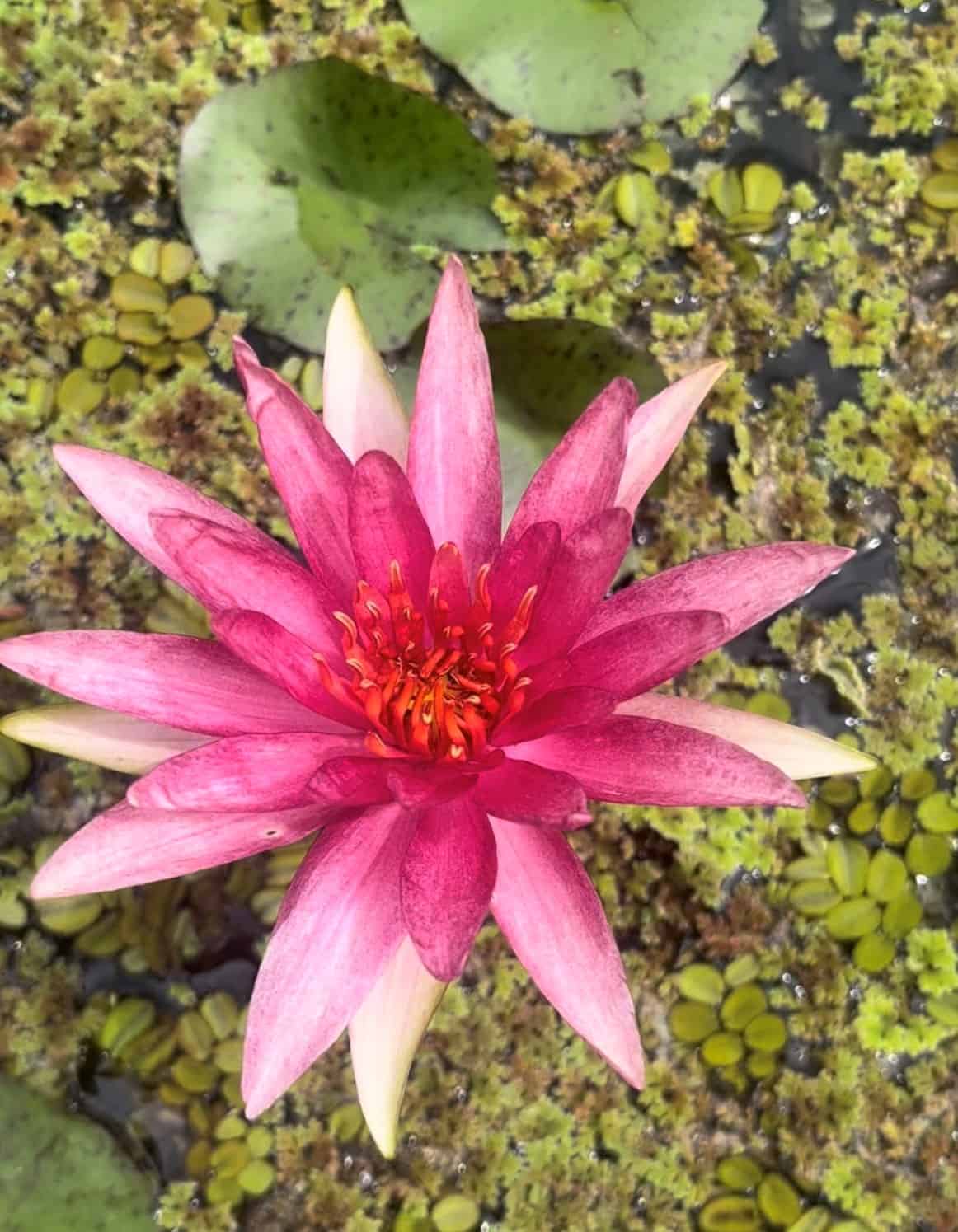 Hardy Water Lilies - Assorted colors (red,yellow, pink, white,orange, Etc. )