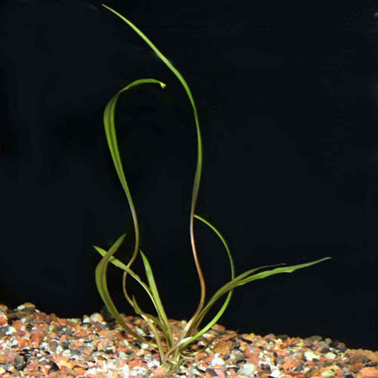 Cryptocoryne Spiralis bare root