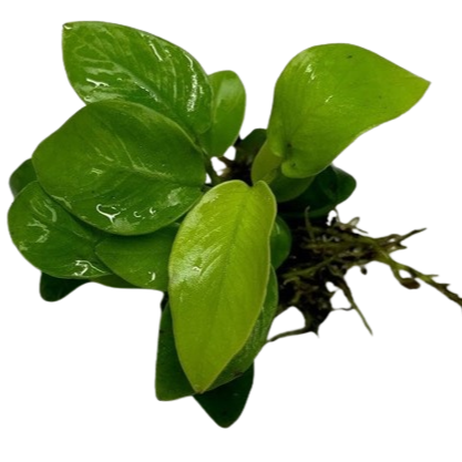 Anubias Nana Golded (Rare) potted