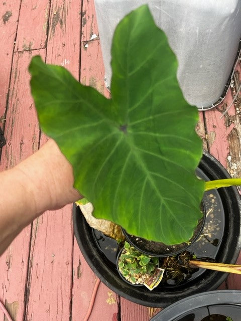 Taro - Colocasia esculenta 'Alabama'