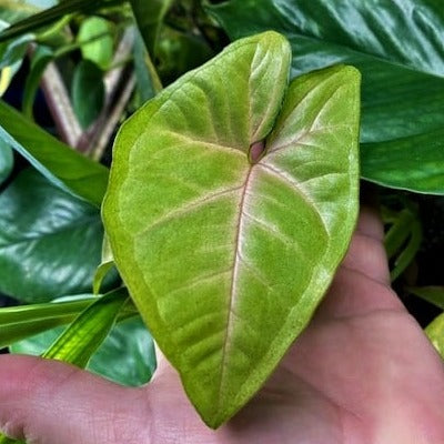 Arrowheads variouse colors  (Syngonium sp.) The ones in stock are very nice !