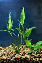 Anubias assorted potted