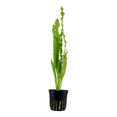 Aponogeton crispus