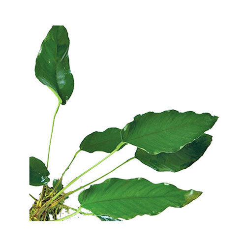 Anubias assorted Large