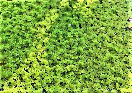 Azolla (Azolla caroliniana) portion
