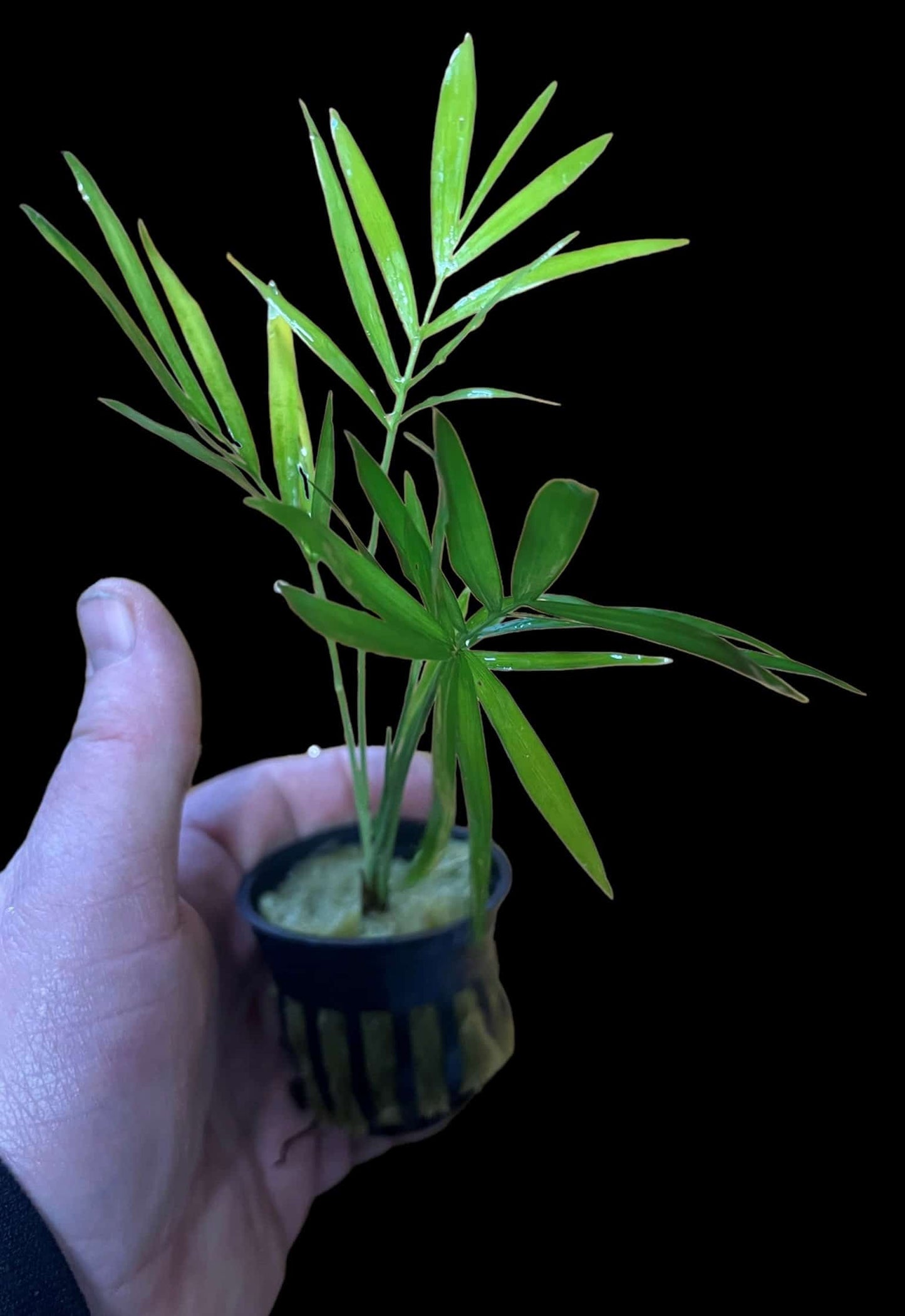 Bella Palm Potted - Chamaedorea Elegans