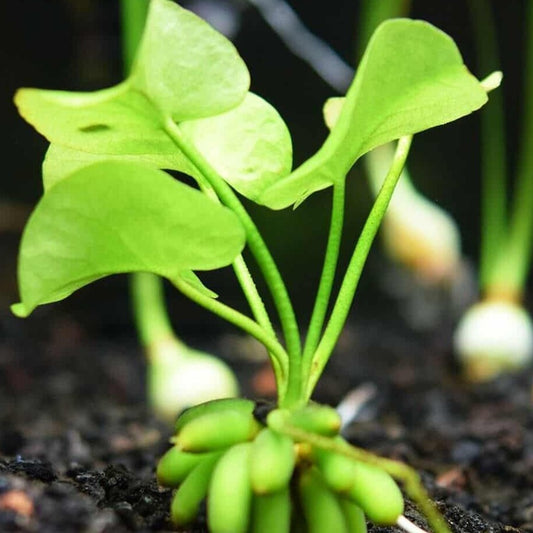 Banana Plants - Nymphoides aquatica