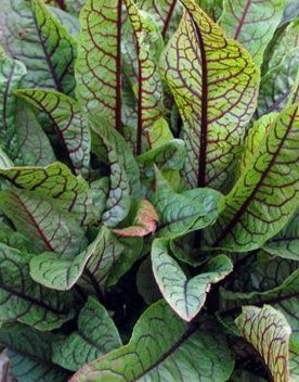 Bloody Dock - Rumex sanguineus (red water dock) - Marginal