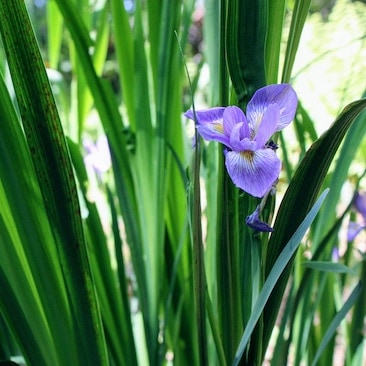 Iris versicolor - Northern Blue Flag Iris small on sale