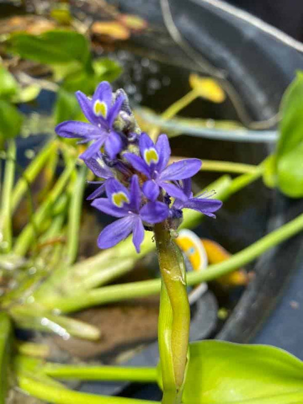 Pickeral Rush Blue - Marginal – KJE Aquatics