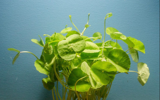 Brazilian Pennywort (Bunch)