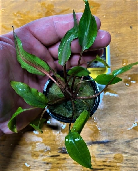 Cryptocoryne undulata potted