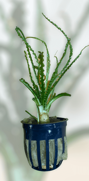 Crinum calamistrtum potted