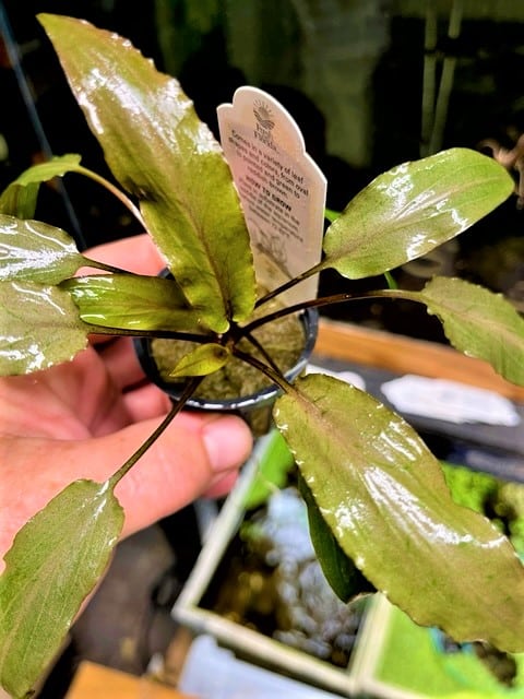 Cryptocoryne 'Tropica' potted