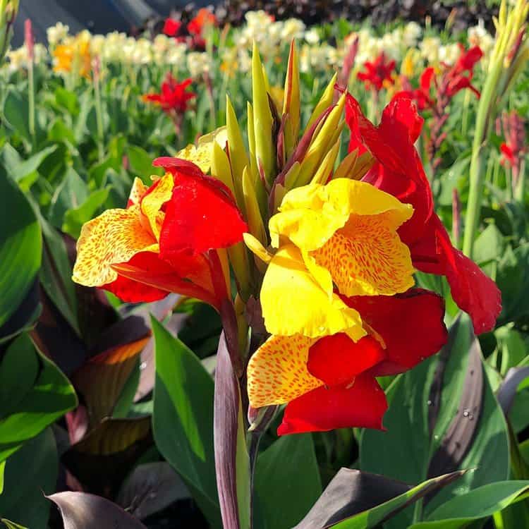 Canna Cleopatra