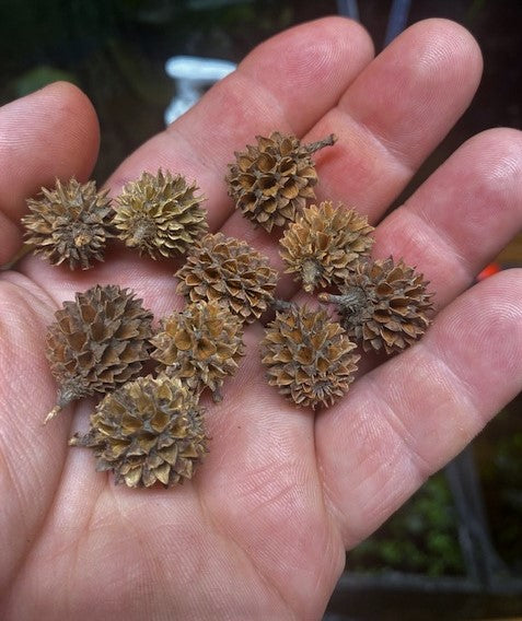 Casuarina Cones per oz