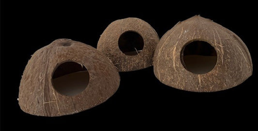 COCONUT SHELL W/HOLE