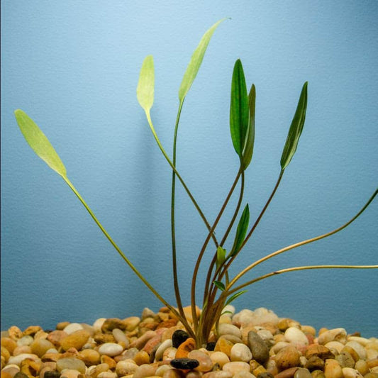 Crypt. Lucens Potted
