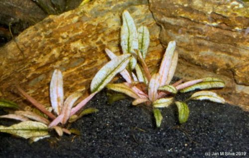 Crytocoryne Pink Flamingo potted