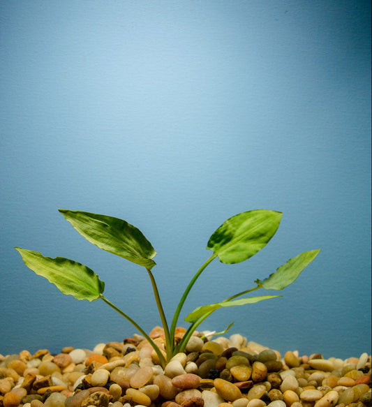 Cryptocoryne Pontederiifolia