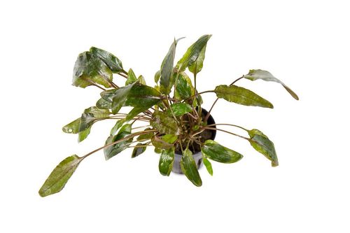 Cryptocoryne Wendtii Brown potted