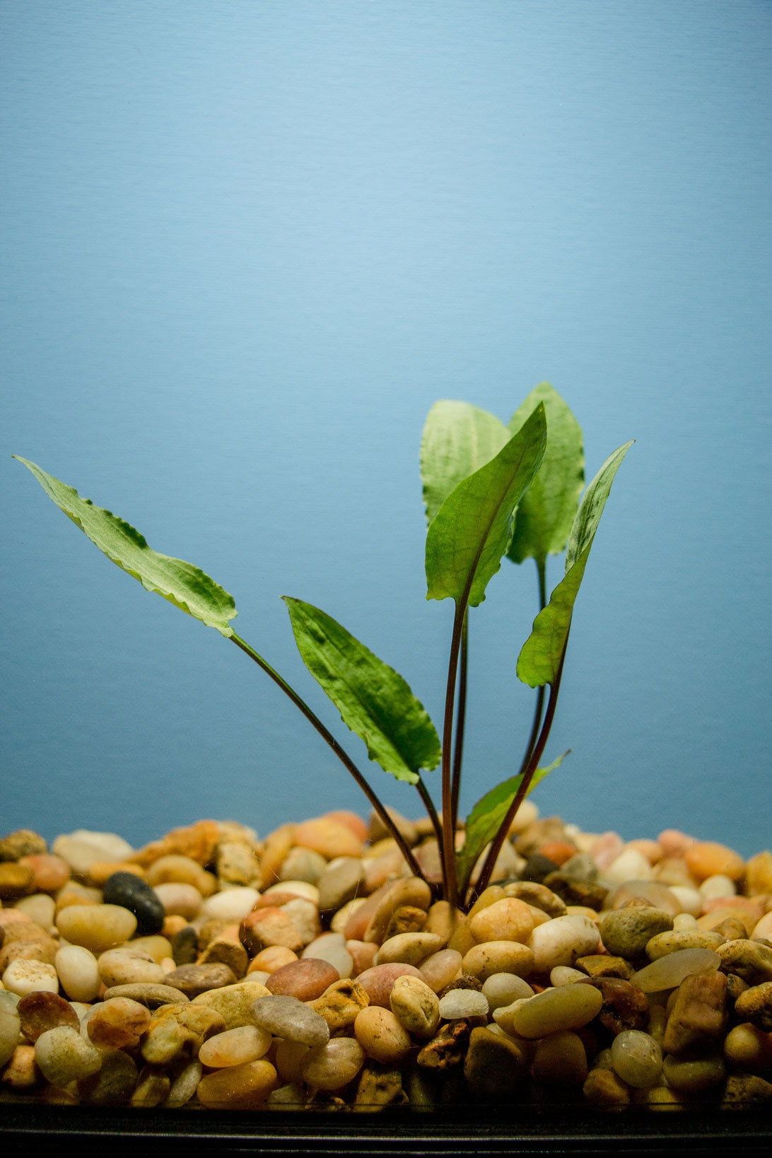 Cryptocoryne Wendtii Green POTTED