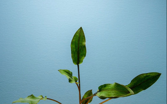 Cryptocoryne Wendtii Red potted