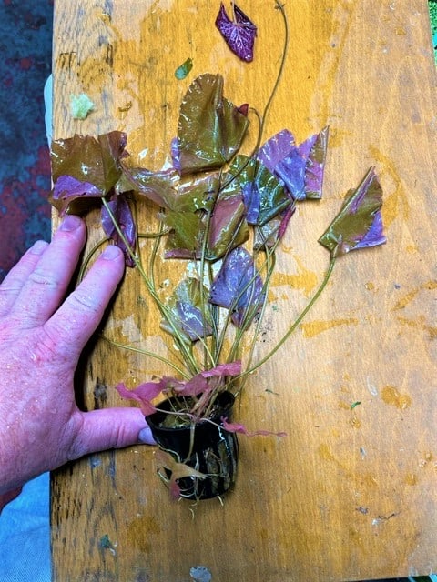 Dwarf Aquarium Lily - Nymphaea Stellata more than just the bulb