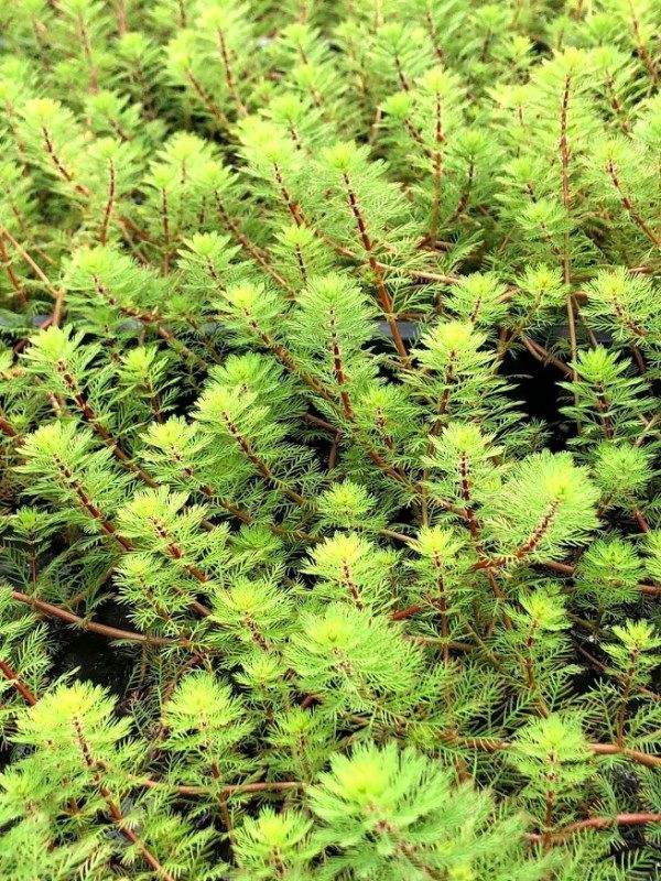 Dwarf Red Parrot (Bunch)