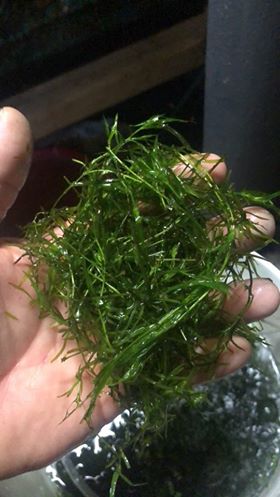 Guppy Grass (Najas Guadalupensis) Portion