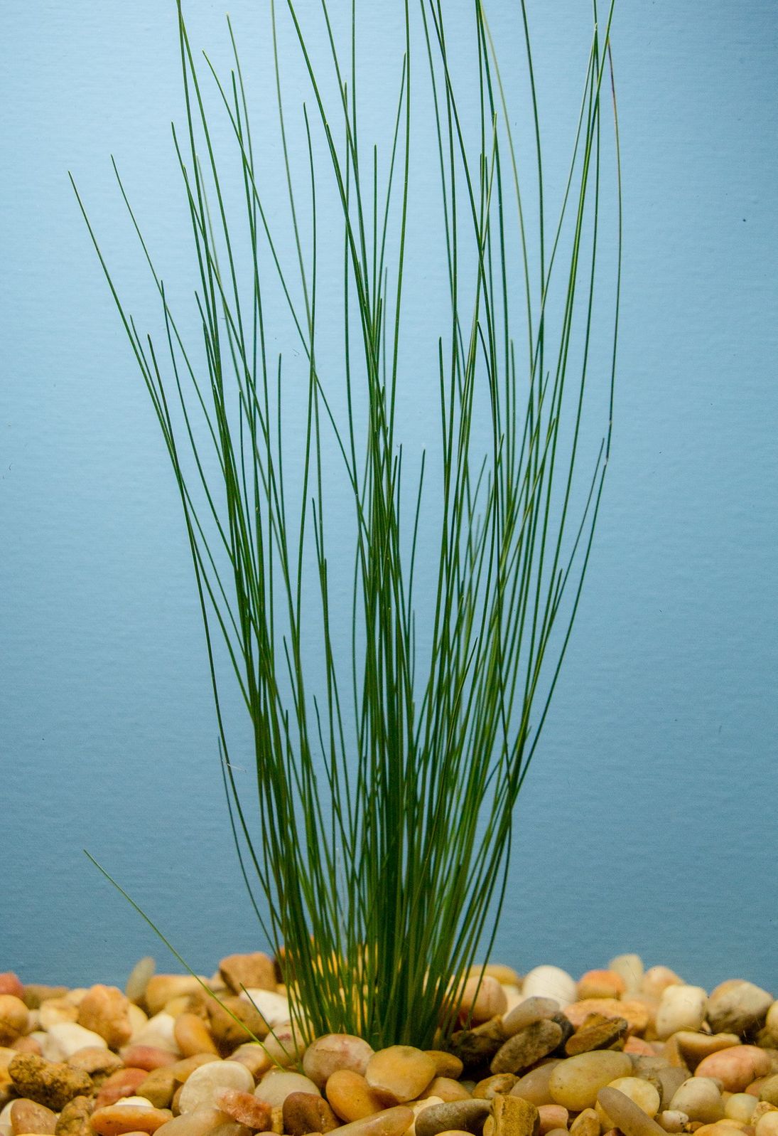 Giant Hairgrass (Potted)