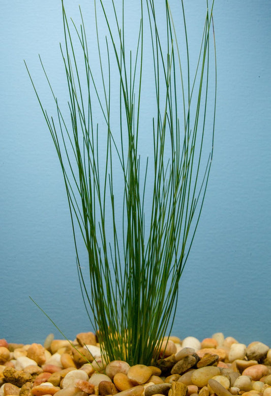 Giant Hairgrass (Potted)