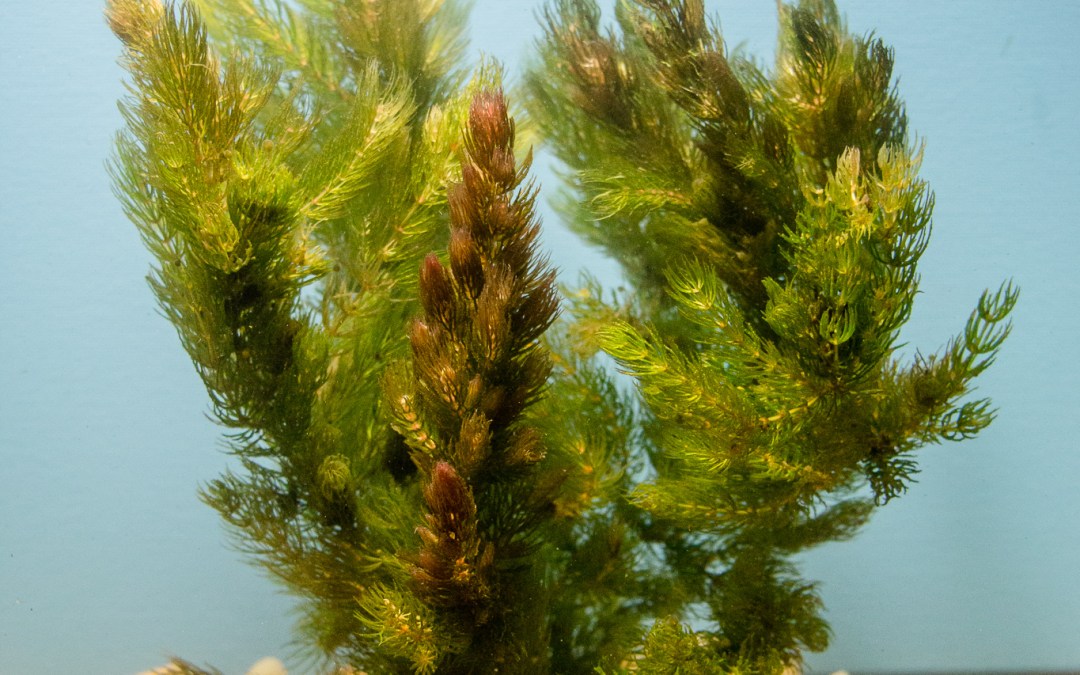 Hornwort (Bunch)