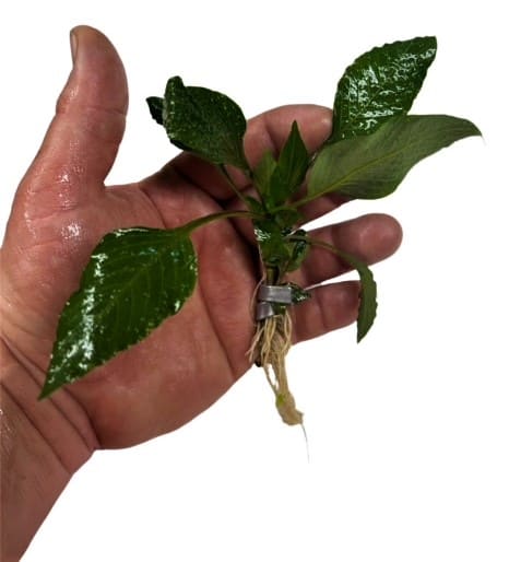 Hygrophila Compacta (Hygrophila corymbosa v. Compacta)