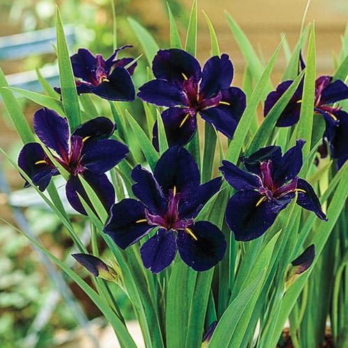 Iris Black Gamecock Louisiana sp.