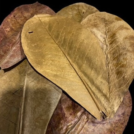 Indian Almond Leaves (Premium)