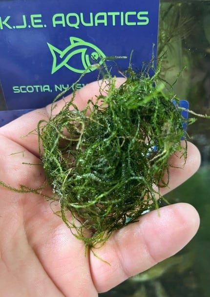 Petsmart Java Moss Aquarium Plants – KJE Aquatics