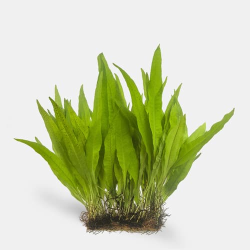 Java Fern (ind. plant)