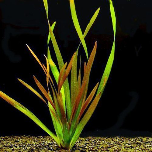 Jungle Vallisneria Red (note: this only gets reddish under highlight)