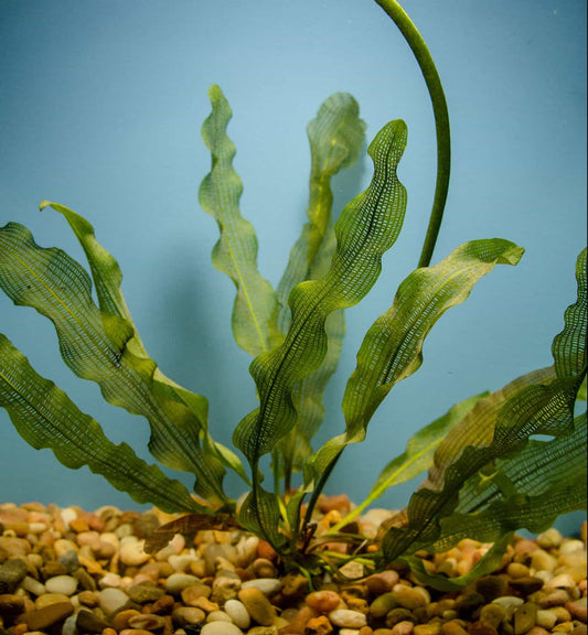 Aponogeton Madagascariensis SMALL