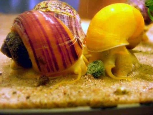 Mystery Snail - Pomacea bridgesii assorted colors