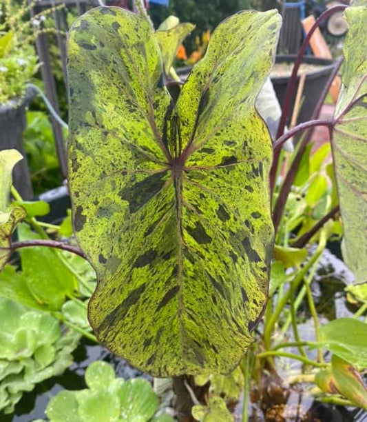 Taro Mojito  Small On Sale