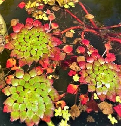 Mosaic Plant (Ludwigia sedioides)