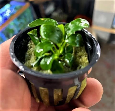 Anubias nana Petite Potted