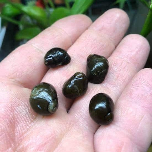 Olive Nerite Snail