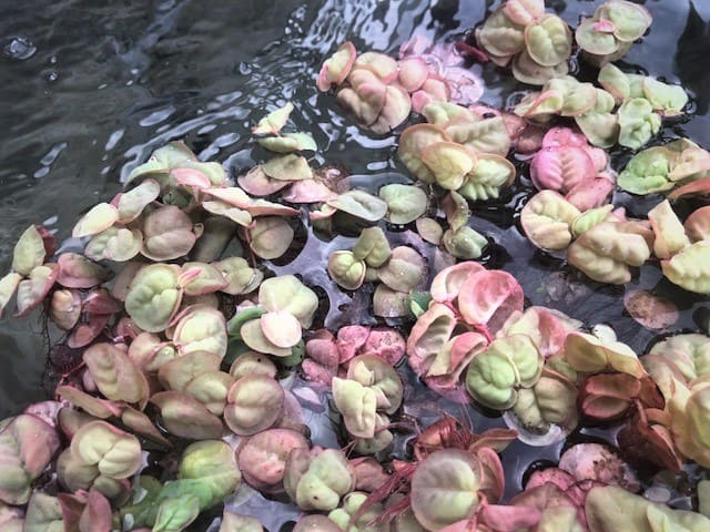 Red Root Floater Roots Red Root Floater (Phyllanthus fluitans) – KJE Aquatics